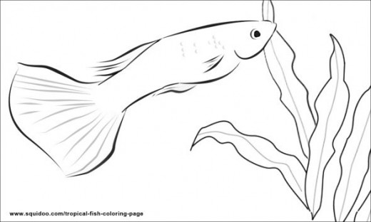 520x312 Tropical Fish Coloring Page Hubpages
