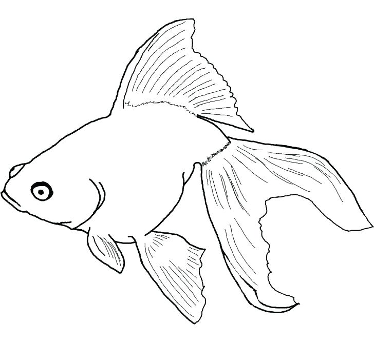 728x673 Tropical Fish Pictures To Color Picture Of A Fish To Color