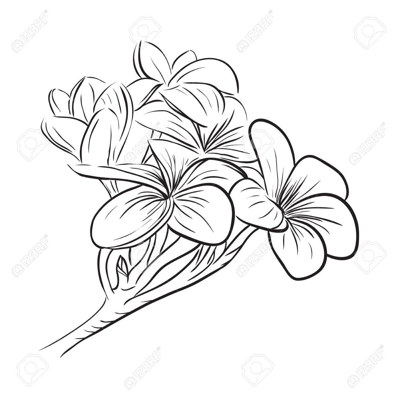 1300x1300 Plumeria Frangipani Tropical Flower Icon Royalty Free Cliparts