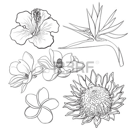 450x450 Single Bright Hibiscus Tropical Flower, Sketch Style Vector