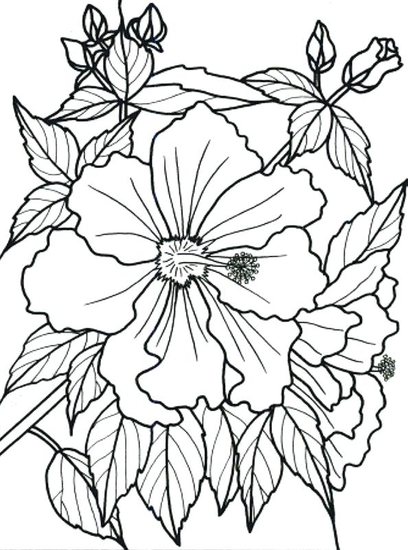 594x800 Color Book Flowers As Well As Tropical Flower Coloring Pages