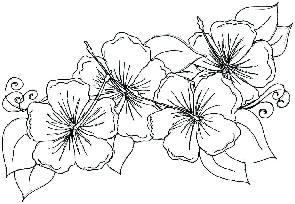 1024x708 Tropical Coloring Pages