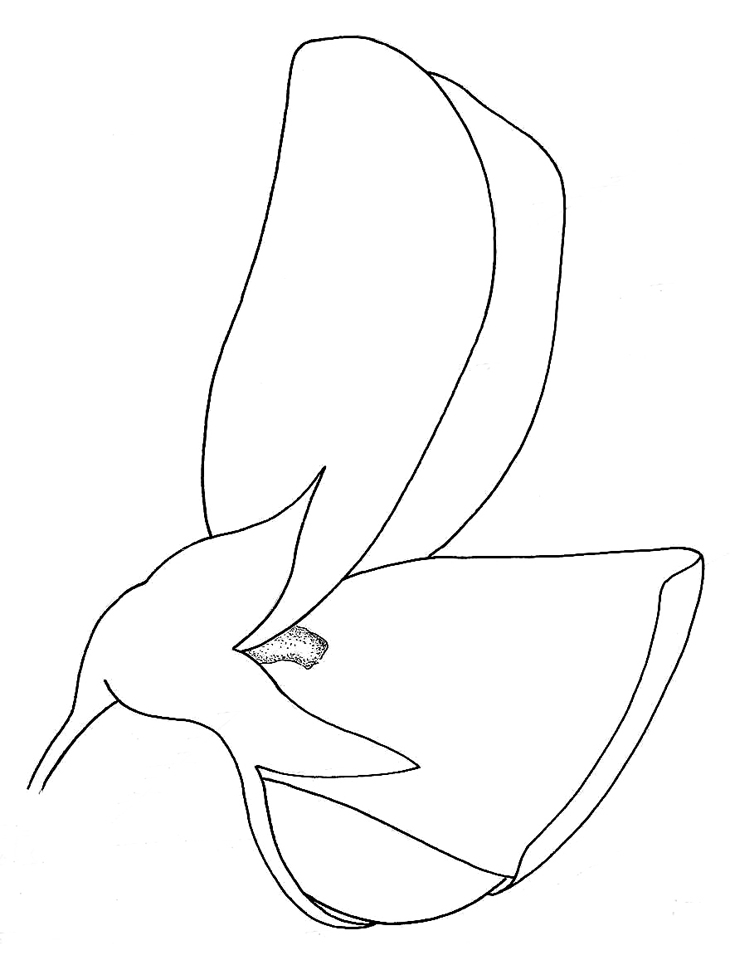 730x955 Crotalaria Retusa Flower Biological Drawings Of Tropical Flowers