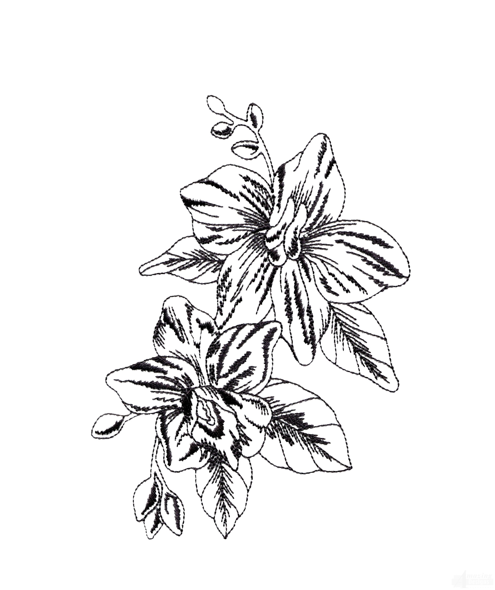 Tropical Flower Drawing at GetDrawings | Free download