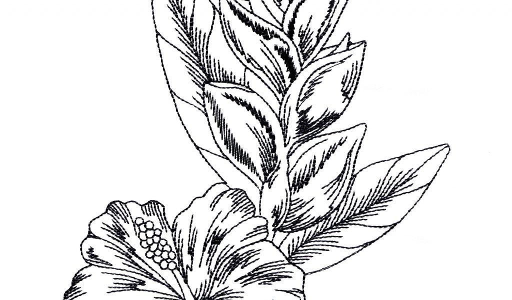 1024x600 Exotic Flower Drawings