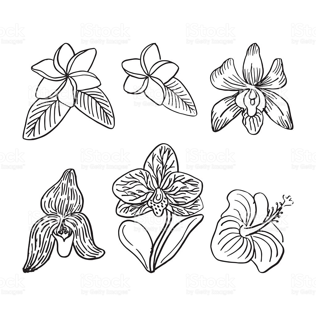 1024x1024 Drawn Orchid Tropical