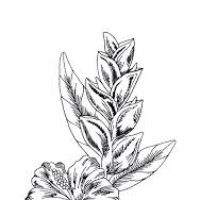 200x200 Exotic Flower Drawings