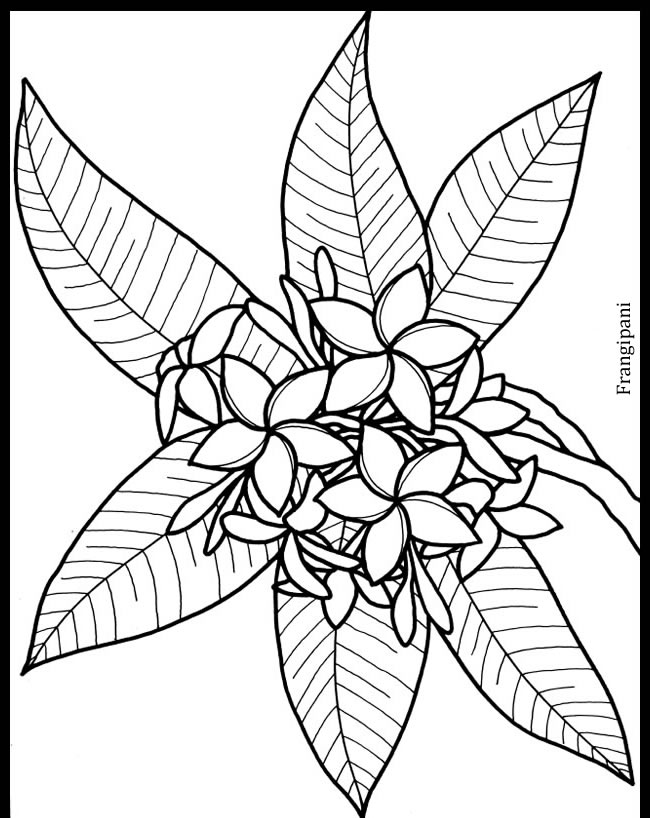 650x818 Frangipani