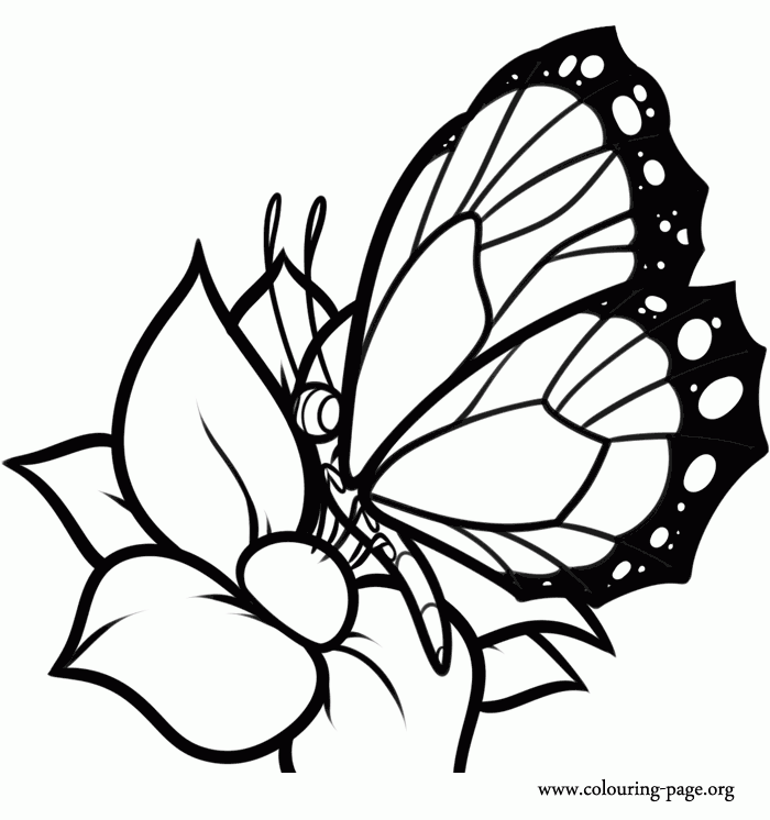 700x746 Beautiful Butterflies And Flowers Coloring Pages Animal Coloring
