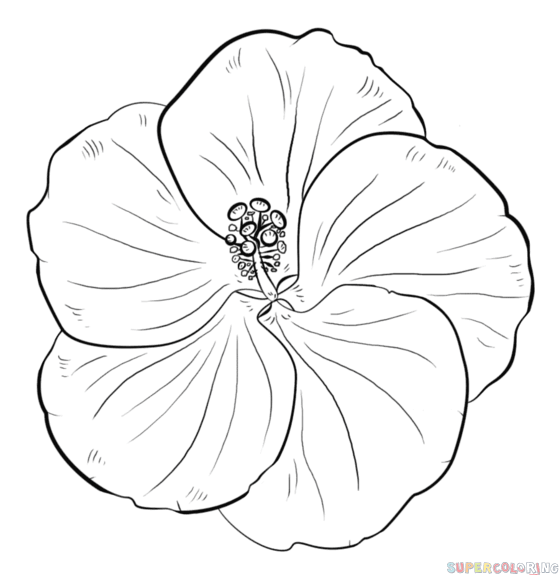 559x575 Tropical Flower Drawing Tutorial Thin Blog