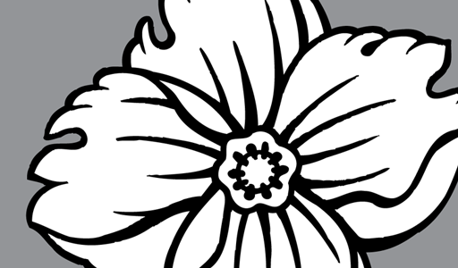 512x300 White Flower Clipart Tropical Flower