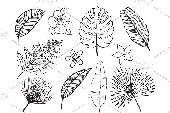 580x386 Hand Drawn Tropical Leaves Silhouette Vector Set. Set Leaf