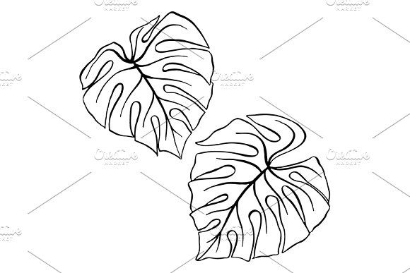 580x387 Monstera Tropical Leaf Plant Sketch Beauty Illustration, Botany