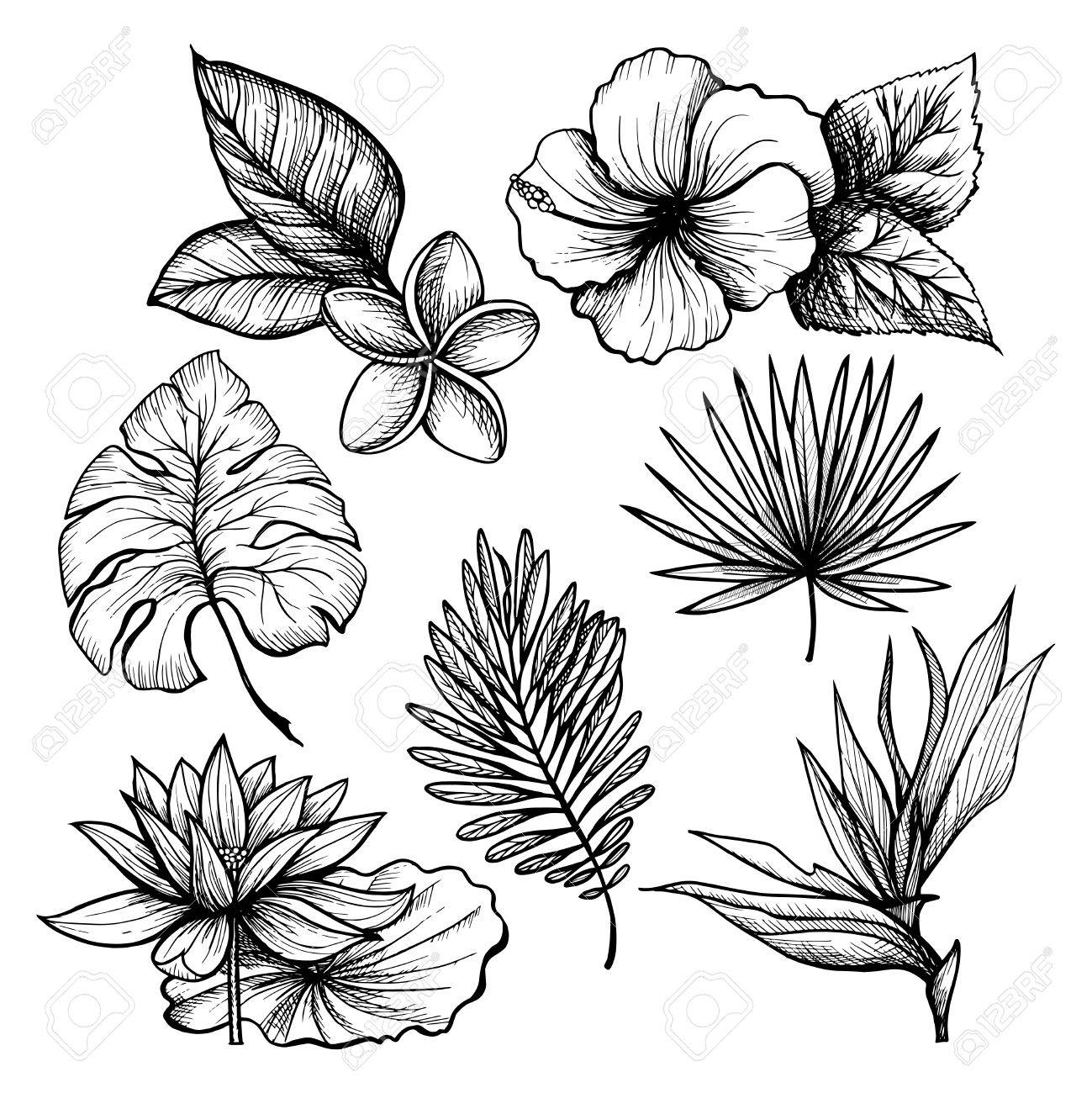 1299x1300 Black And White Hand Drawn Tropical Leaves And Flowers Set