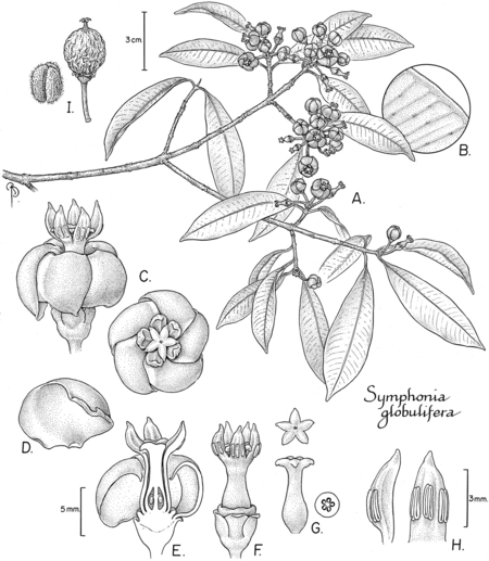 450x517 Scientific Illustration