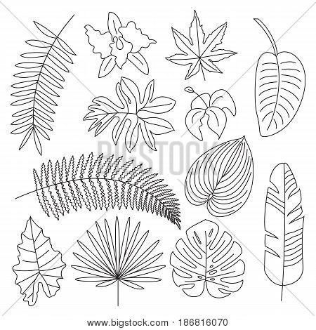 450x470 Tropical Leaves, Floral Elements, Vector Amp Photo Bigstock