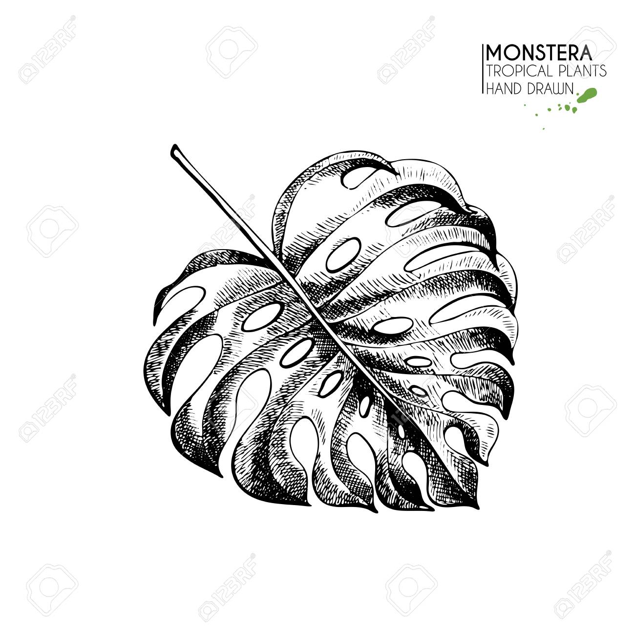 1300x1300 Vecotr Hand Drawn Tropical Plant Icons. Exotic Engraved Leaves