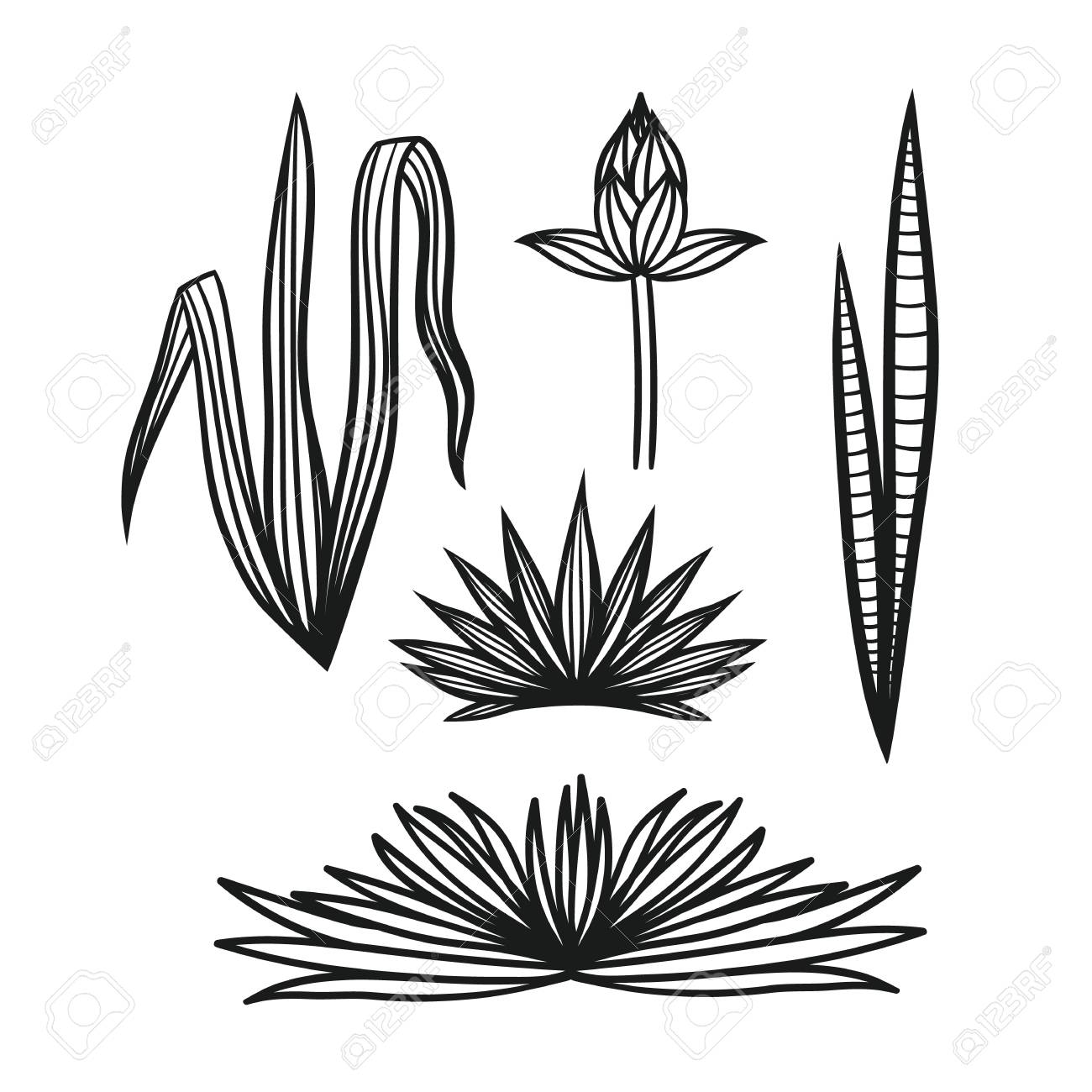 1300x1300 Vector Set Leaves Tropical Plants. Hand Drawing