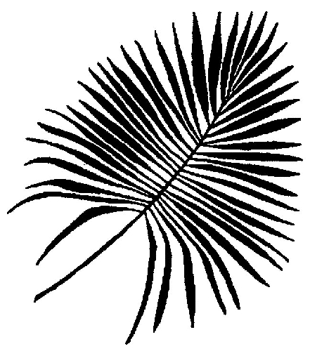 Tropical Leaf Drawing at GetDrawings | Free download