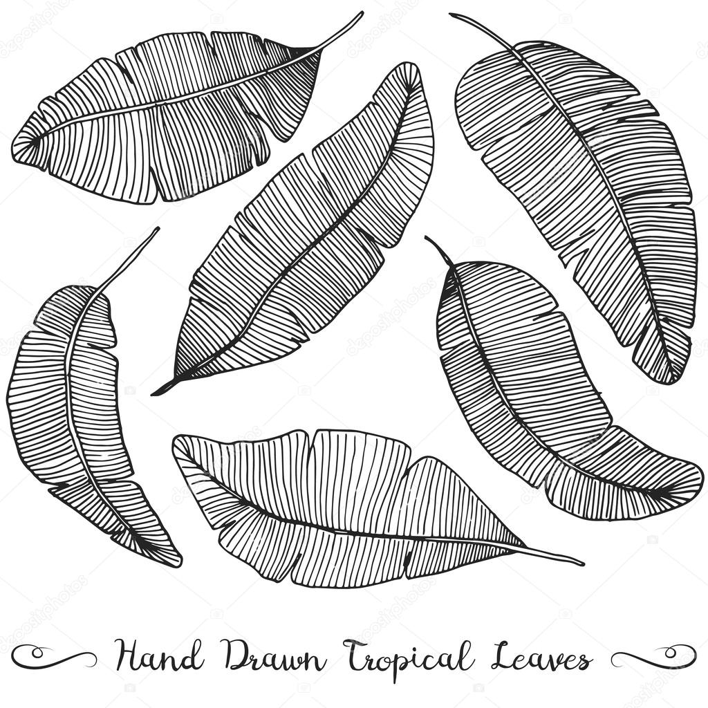 1024x1024 Six Different Hand Drawn Vector Banana Leaves, Isolated On White