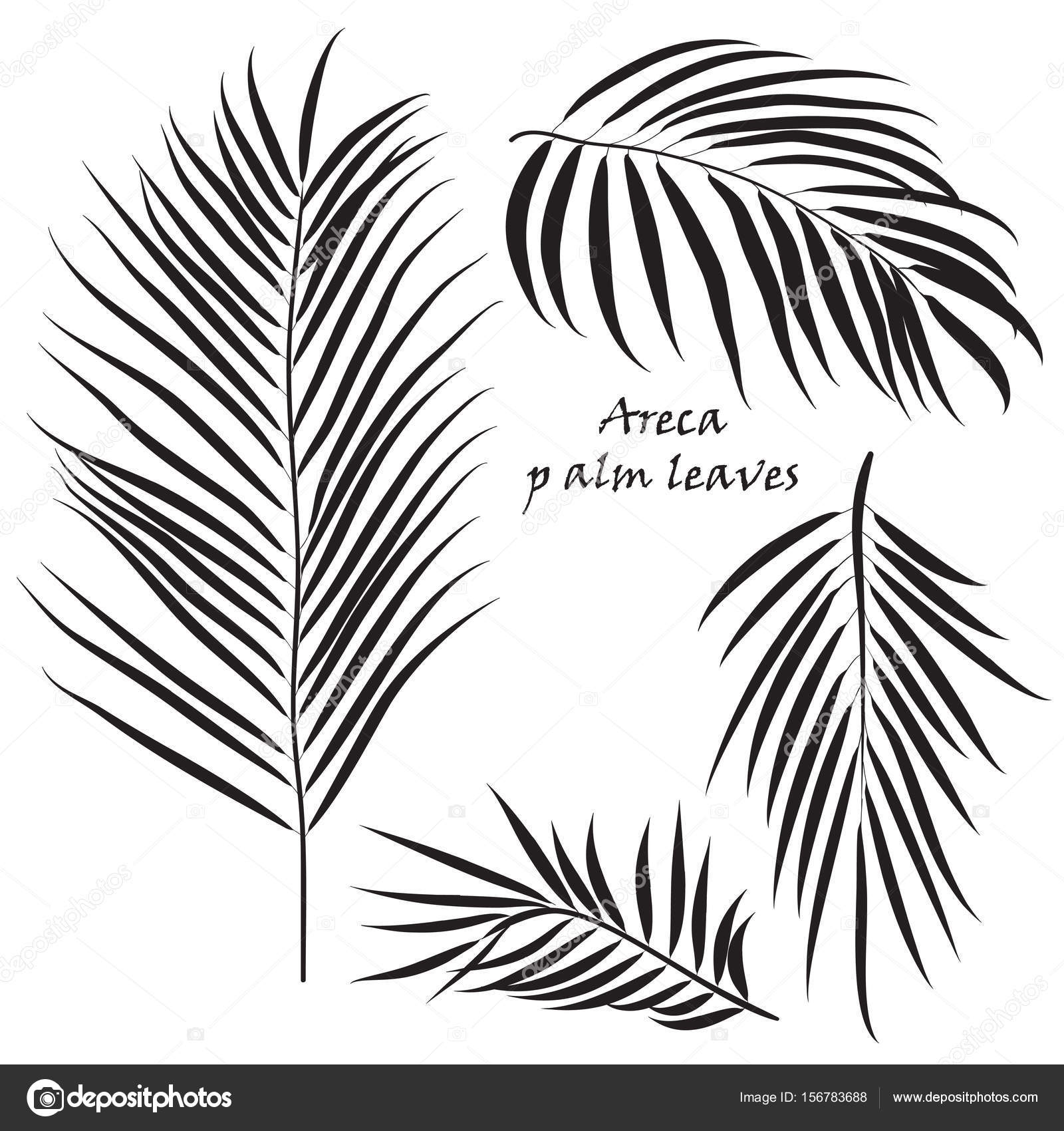 1600x1700 Branch Tropical Palm Areca Leaves. In Black Colors, Isolated