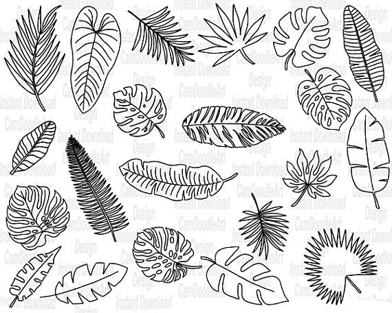 Tropical Leaves Drawing