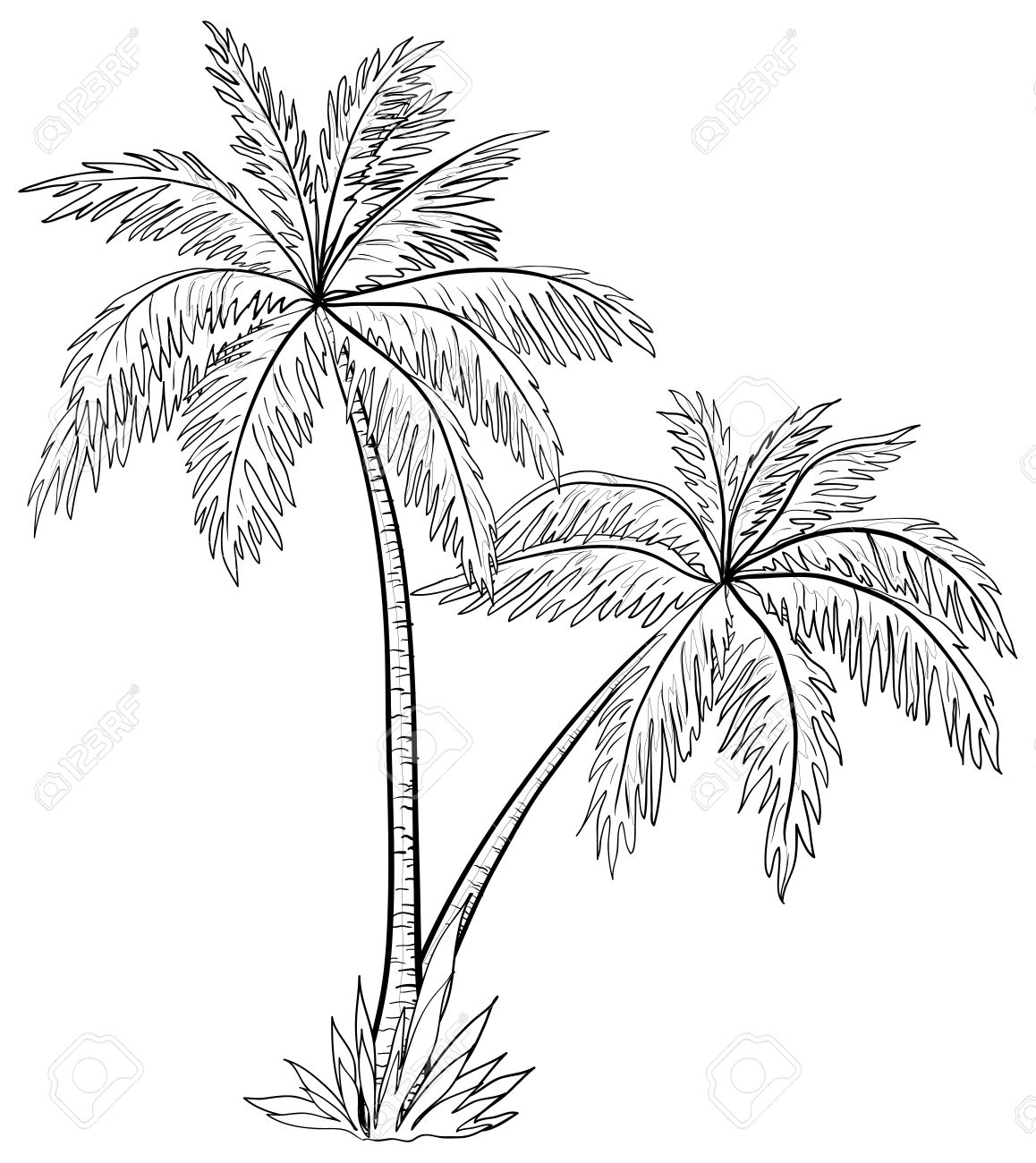 1158x1300 Drawn Palm Tree Black And White