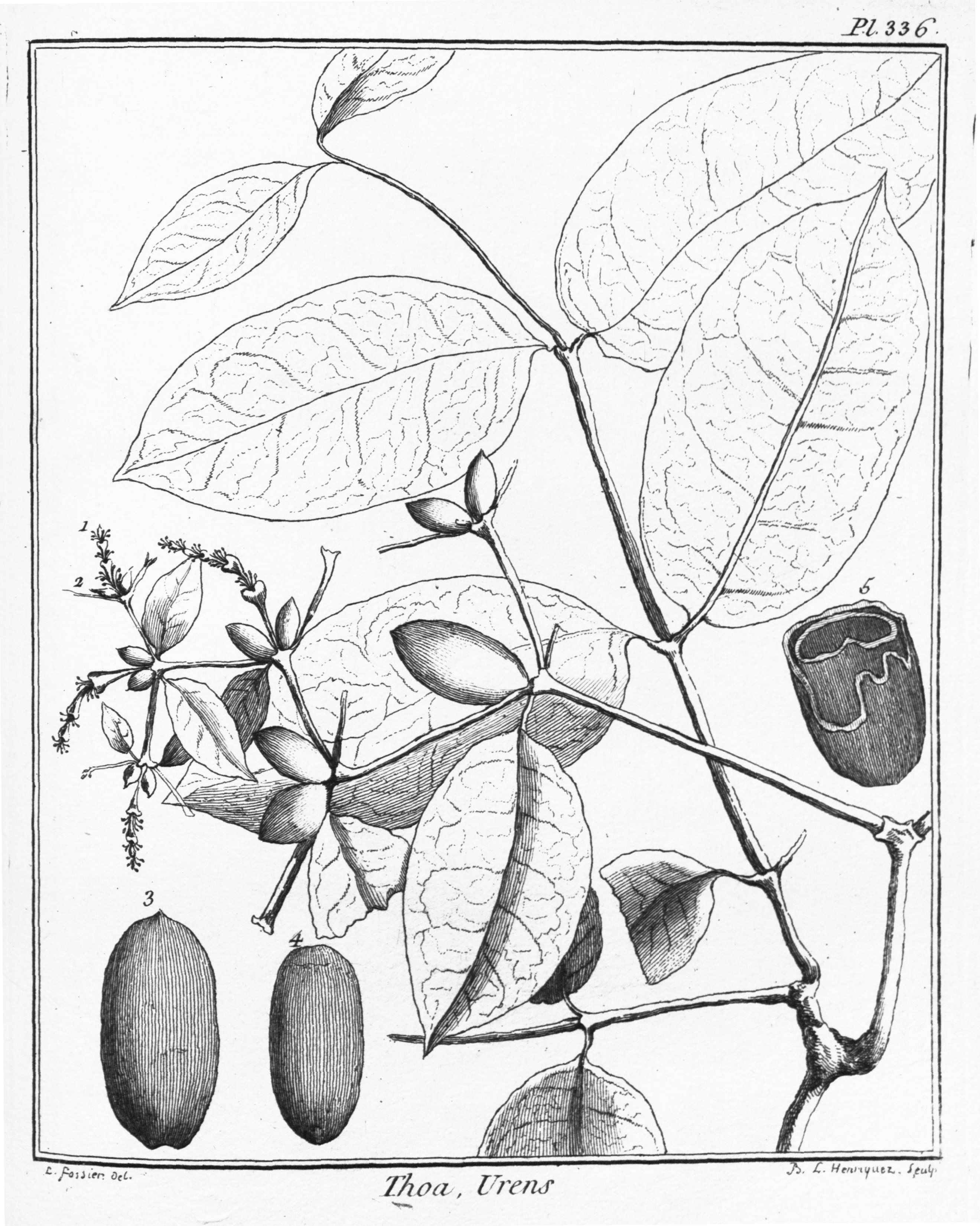 2639x3301 Gnetum Urens Images