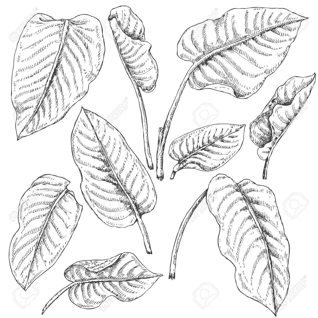 1300x1300 Hand Drawn Branches And Leaves Of Tropical Plants. Dieffenbachia