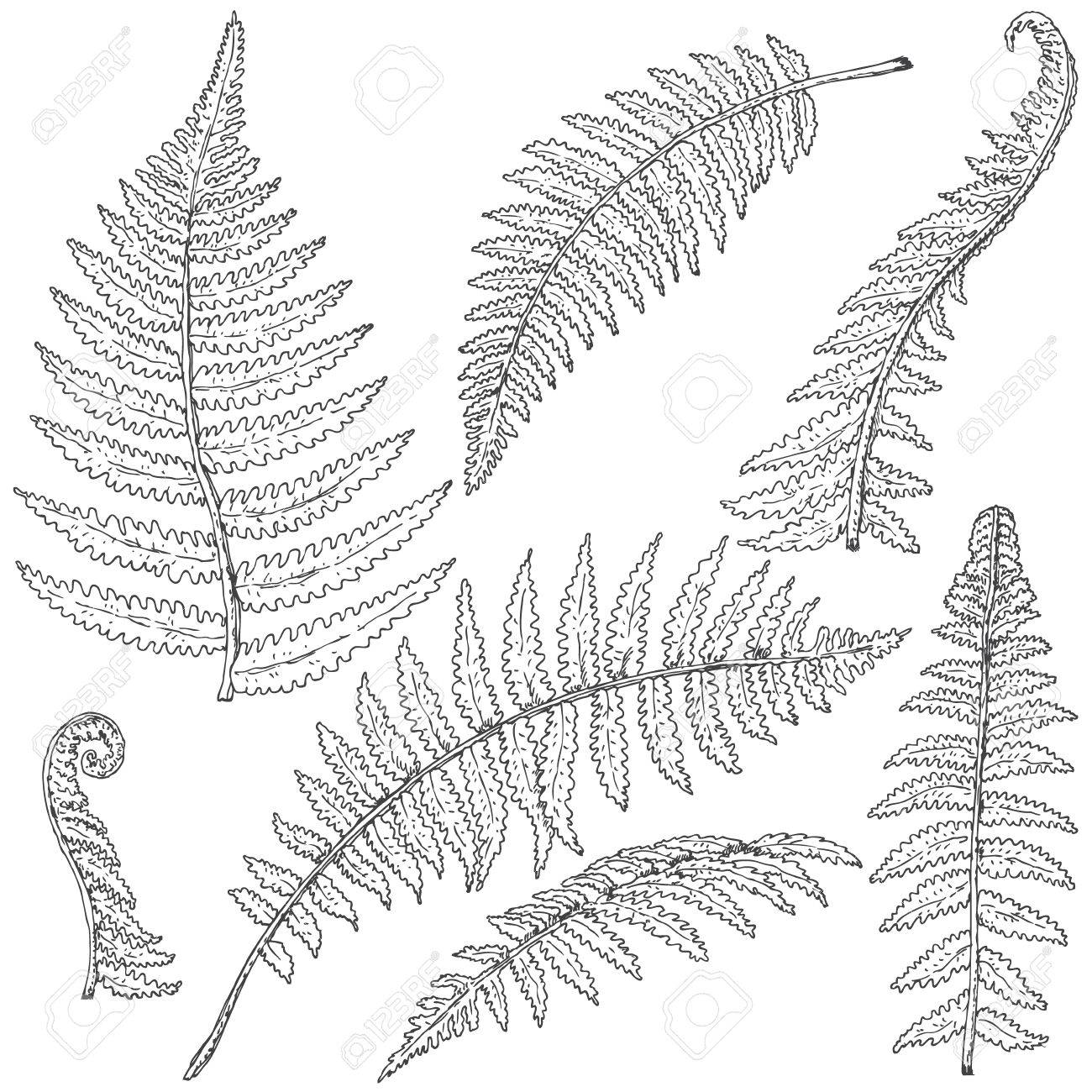 1300x1300 Hand Drawn Branches And Leaves Of Tropical Plants. Fern Sketch