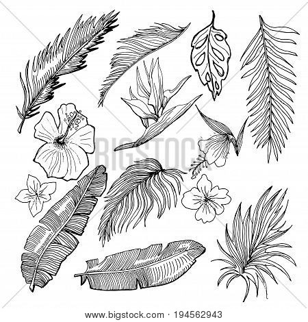 450x470 Hand Drawn Vector Tropical Set. Vector Amp Photo Bigstock