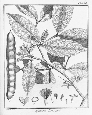 320x400 Inga Bourgonii