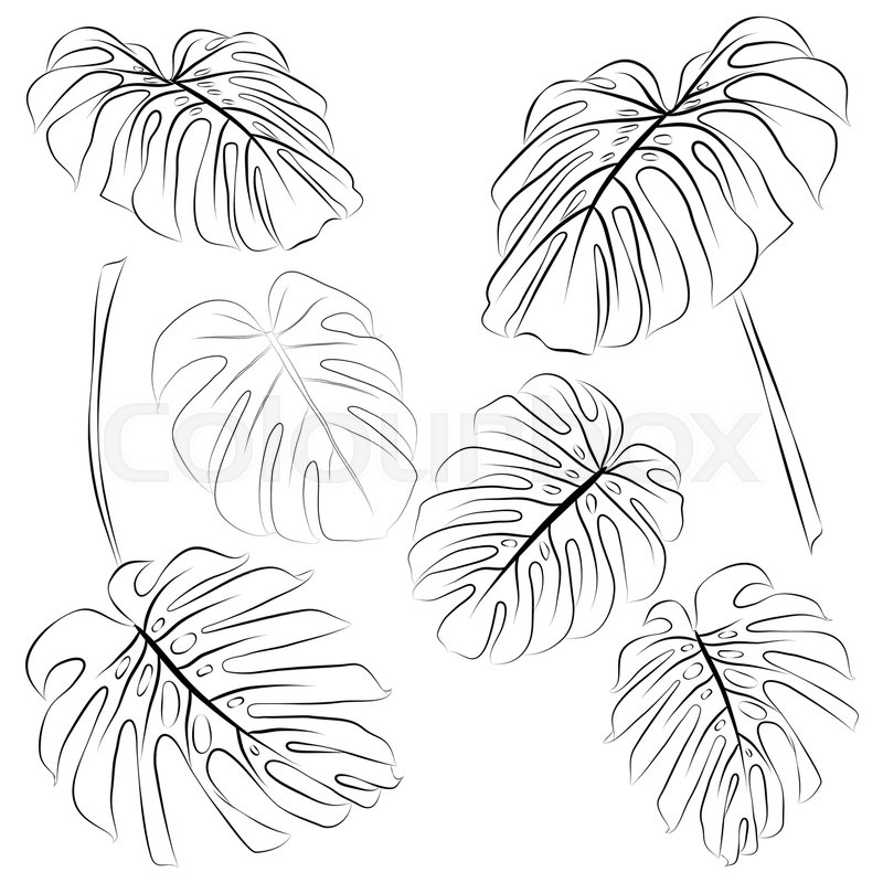 800x800 Set Of Tropical Monstera Leaves Outline. Vector Illustration