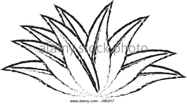 640x357 Tropical Leaves Icon Nature Plant Stock Photos Amp Tropical Leaves
