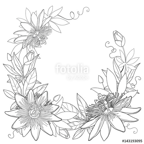 500x500 Vector Wreath With Outline Tropical Passiflora Or Passion Flowers