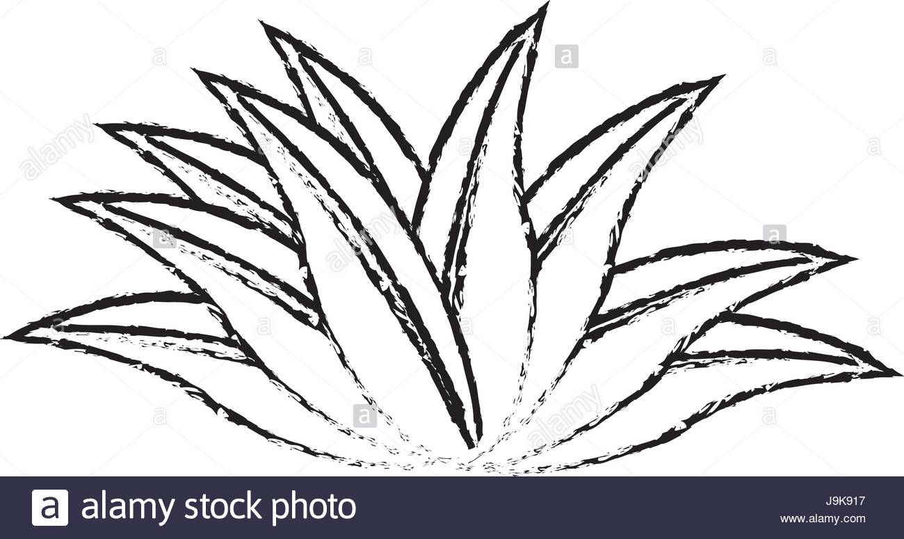 1300x775 Plant Leaves Natural Tropical Sketch Icon Stock Vector Art