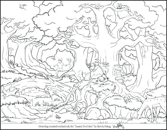 564x437 Forest Coloring Pages Printable Landing Tropical Rainforest