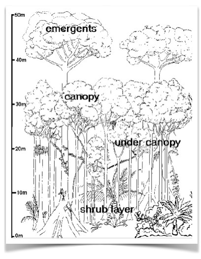 408x526 Global Biomes Geography