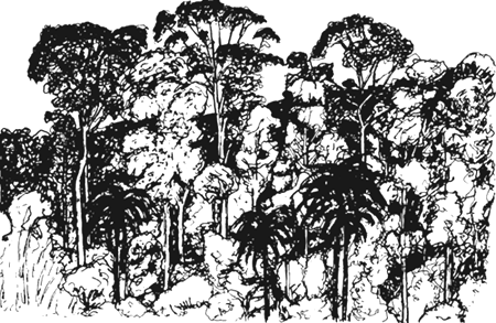 450x293 Preparing To Plant Tropical Trees