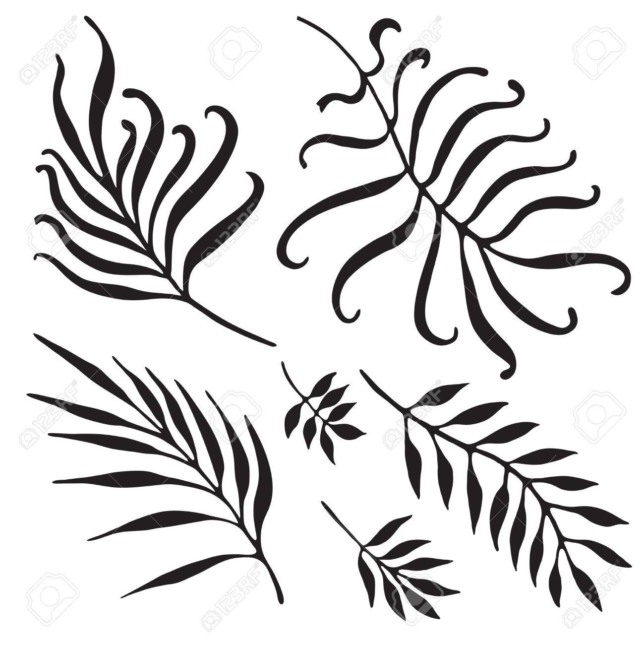 1299x1300 Palm Tree Branches Silhouette. Tropical Leaves And Twigs Isolated