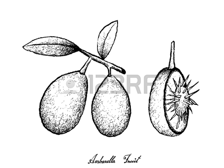 450x338 Tropical Fruit, Illustration Of Hand Drawn Sketch Of Fresh