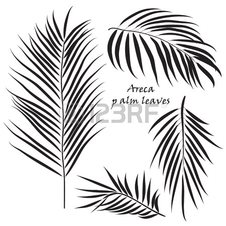 450x450 Branch Of Tropical Palm Areca Leaves. Realistic Drawing In Flat