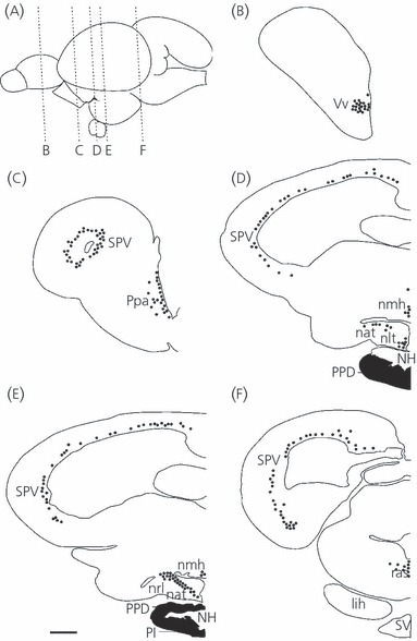 383x588 Line Drawings Through Five Planes Of The Trout Brain Depicting