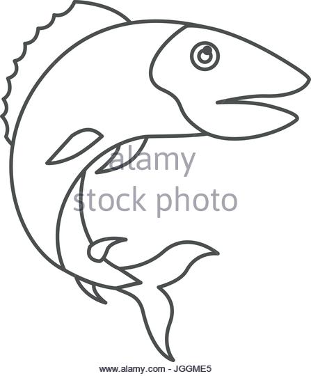 447x540 Ocean Trout Stock Photos Amp Ocean Trout Stock Images