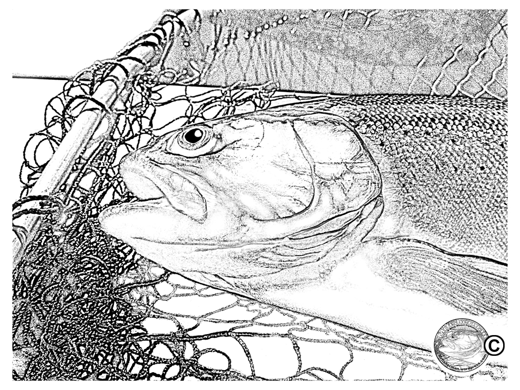 1050x788 Rainbow Trout Digital Drawing Mr. Fisherman