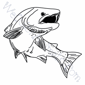 300x300 Trout Coloring Pages