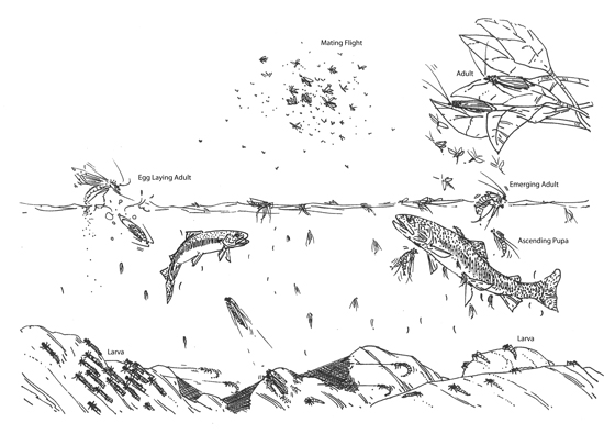 550x395 What Do Trout Eat