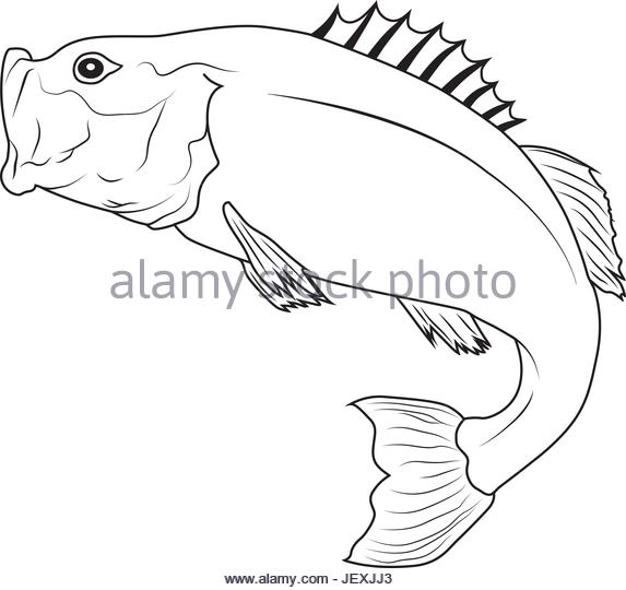 573x540 Trout Jumping Black And White Stock Photos Amp Images