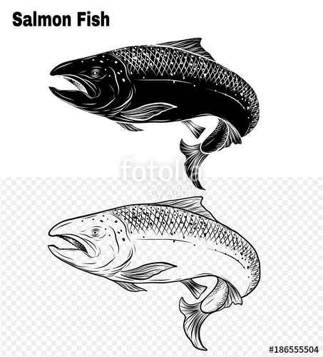 453x500 Salmon Art Highly Detailed In Line Art Style.fish Vector By Hand