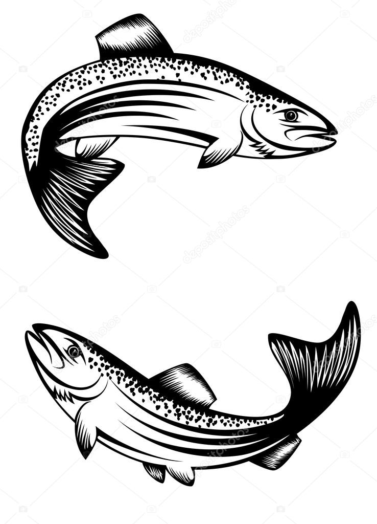 738x1024 Trout Fish Stock Vector Ss1001